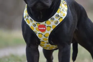 Reedog LEMON