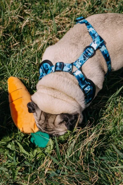 Reedog CAMO