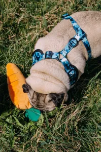 Reedog CAMO