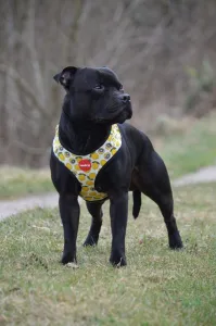Reedog LEMON