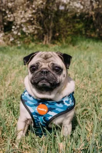 Reedog CAMO
