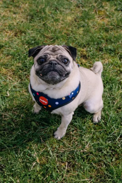 Reedog BUBBLE