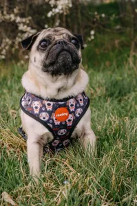 Reedog PUPPY