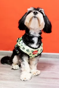Reedog AVOCADO