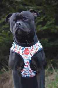 Reedog SEA