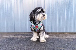 Reedog DONUTS