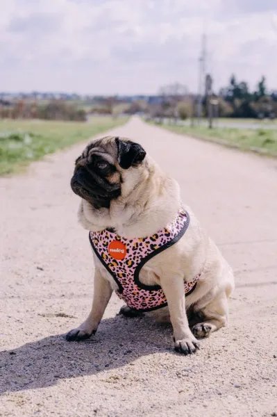 Reedog LEO PINK