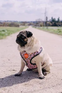 Reedog LEO PINK