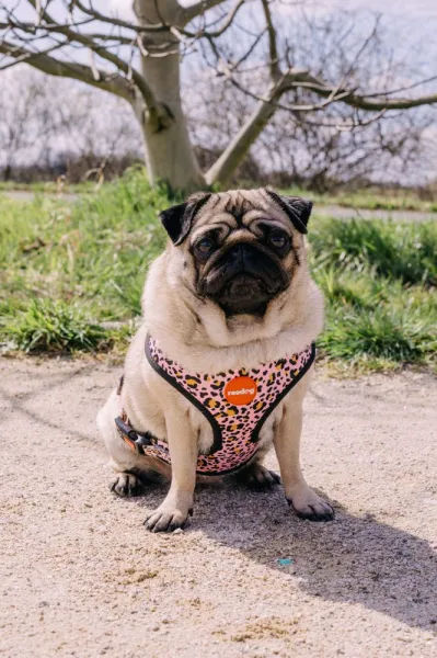 Reedog LEO PINK