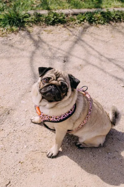 Reedog LEO PINK