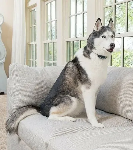 Dobíjací obojok proti štekaniu PetSafe®