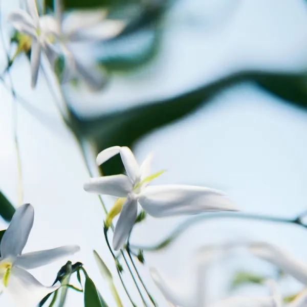 BYREDO Blanche Absolu parfumovaná voda pre ženy 100 ml