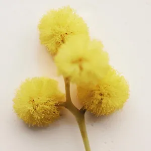 Chloé Atelier des Fleurs Herba Mimosa parfumovaná voda pre ženy 50 ml
