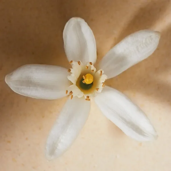 Chloé Atelier des Fleurs Neroli parfumovaná voda pre ženy 150 ml