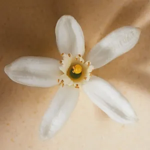 Chloé Atelier des Fleurs Neroli parfumovaná voda pre ženy 150 ml