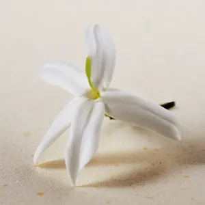 Chloé Atelier des Fleurs Jasminum Sambac parfumovaná voda pre ženy 50 ml
