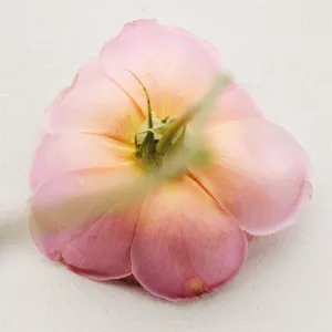 Chloé Atelier des Fleurs Rosa Damascena parfumovaná voda pre ženy 150 ml
