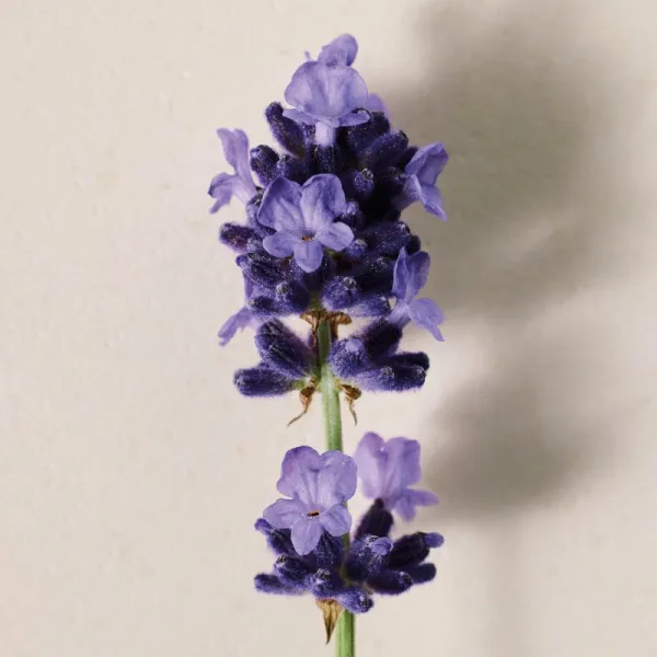 Chloé Atelier des Fleurs Lavanda parfumovaná voda pre ženy 150 ml