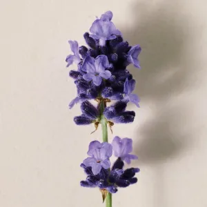 Chloé Atelier des Fleurs Lavanda parfumovaná voda pre ženy 150 ml