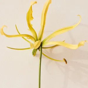 Chloé Atelier des Fleurs Ylang Cananga parfumovaná voda pre ženy 50 ml