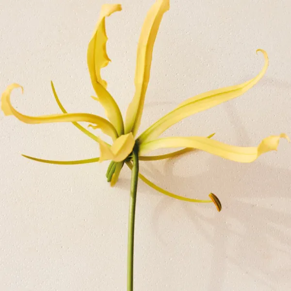 Chloé Atelier des Fleurs Ylang Cananga parfumovaná voda pre ženy 150 ml