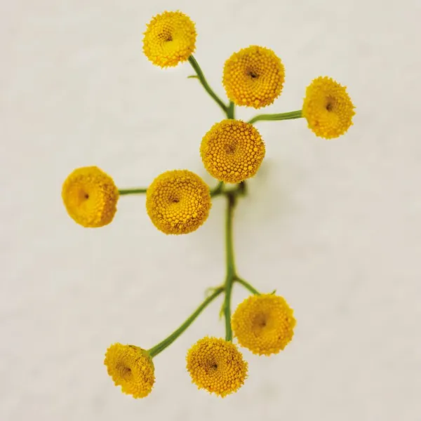Chloé Atelier des Fleurs Immortelle parfumovaná voda pre ženy 50 ml