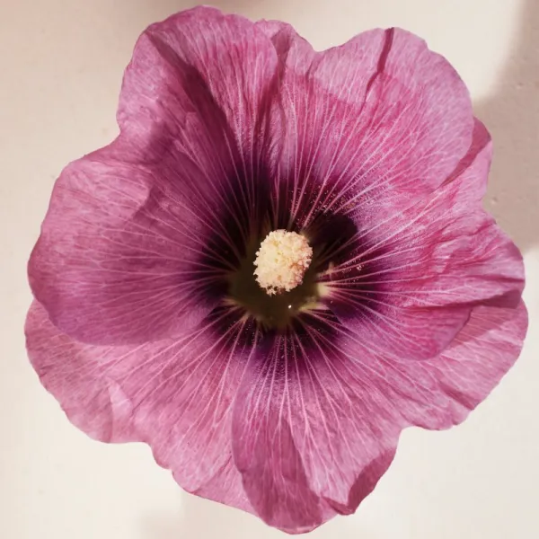 Chloé Atelier des Fleurs Hibiscus Abelmoschus parfumovaná voda pre ženy 50 ml