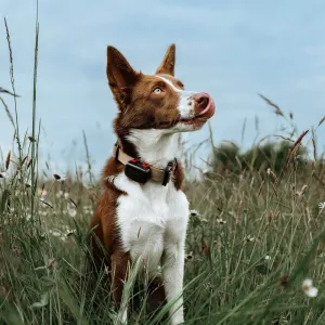 Dogtrace DOG GPS mini