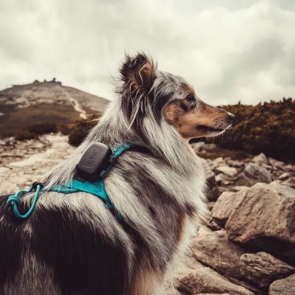 Dogtrace DOG GPS mini