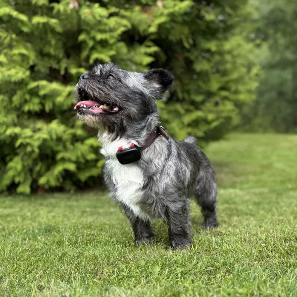 Dogtrace DOG GPS mini