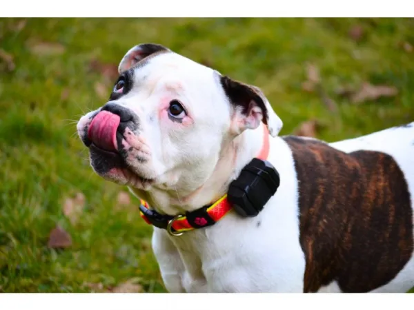Mala GPS tracker
