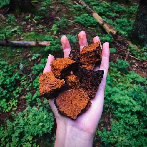 Chaga Hrotlife 60 kapsúl