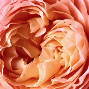 Reminiscence Rose Tentation parfumovaná voda unisex 100 ml