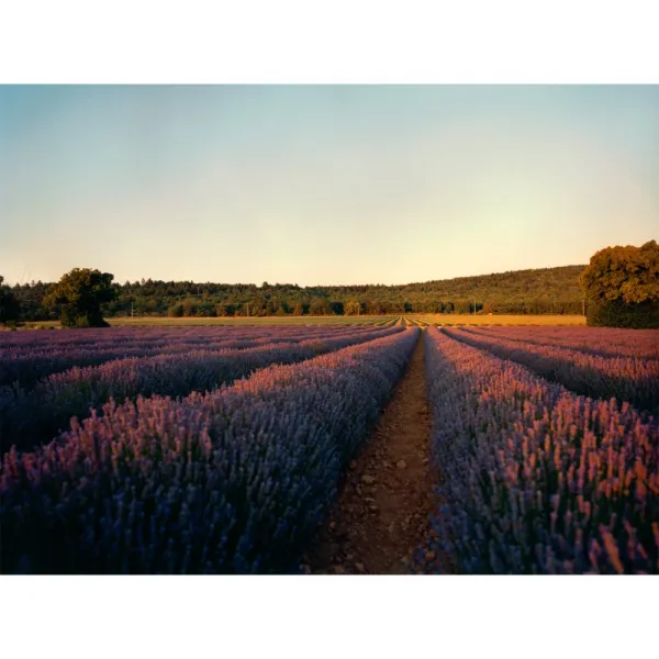 L’Occitane Lavender relaxačný sprchový gél 250 ml