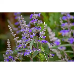 VitaminBottle VITEX agnus castus 60 kps