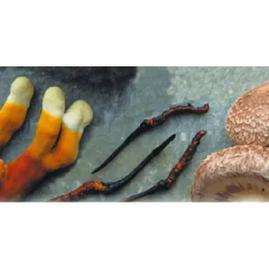 MRL Triton cordyceps+reishi+shitake 90tbl