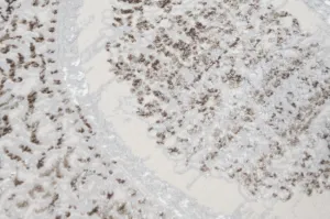 Koberec SAHARA K891D SH krémový / béžový