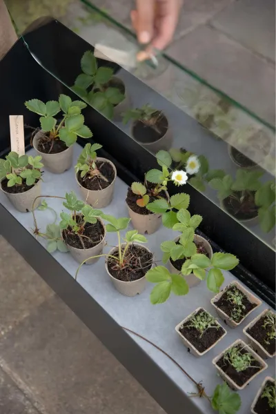 Domáci záhon Simply Grow s krycím sklom - Eva Solo