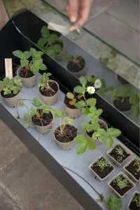 Domáci záhon Simply Grow s krycím sklom - Eva Solo