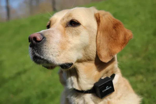 BAZÁR - GPS obojok a monitor aktivity Eyenimal