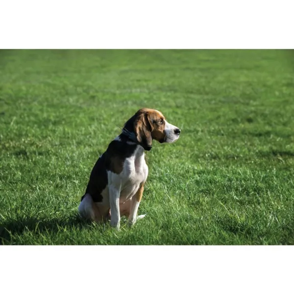 BAZÁR - Martin System GPS obojok MPS Dog 2.0