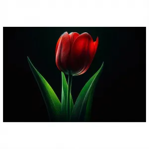 Obraz červená tulipánová elegancia
