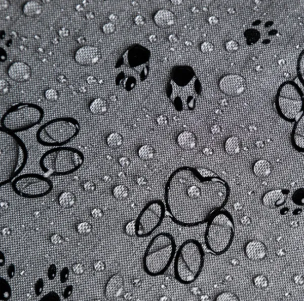 Reedog pelech Amazing Grafit Paws - L