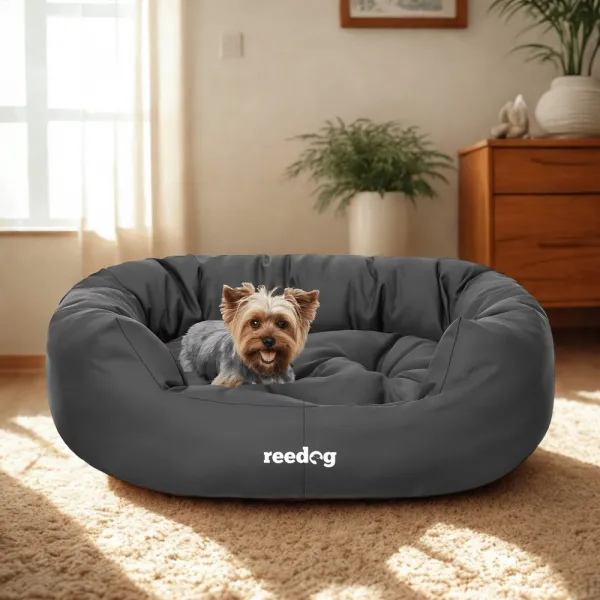 Reedog pelech Amazing Grafit