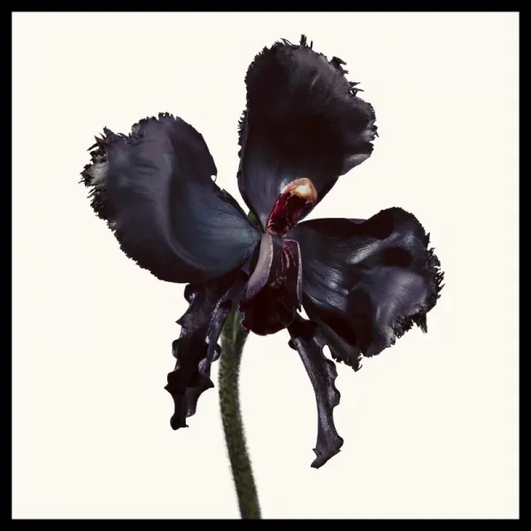TOM FORD Black Orchid Reserve parfém unisex 100 ml