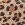 Derbies s leopardím vzorom