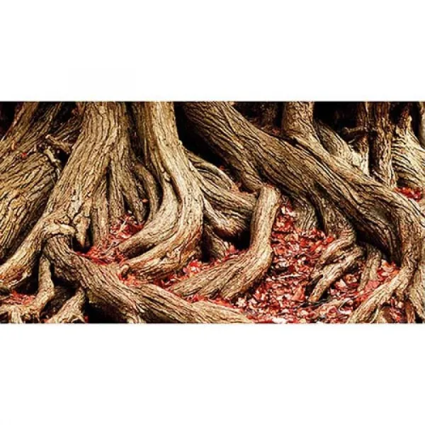 HOBBY Pozadie obojstranné Jungle / Strangler Fig 30cm x 25m