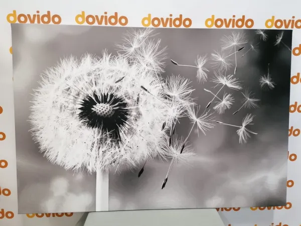 Obraz čarovná púpava v čiernobielom prevedení