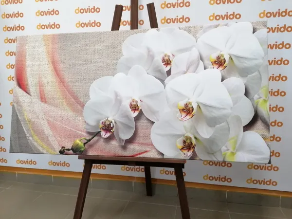 Obraz biela orchidea na plátne