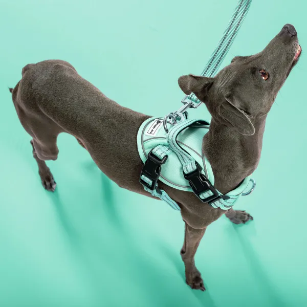 PuppyJoy Súprava postroja a vodítka pre psov YIKS veľ. S zelená